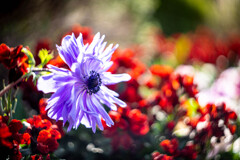 フラワーフォト