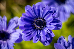 フラワーフォト