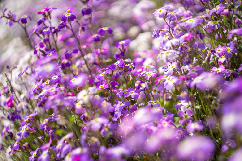 フラワーふぉと