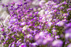 フラワーふぉと