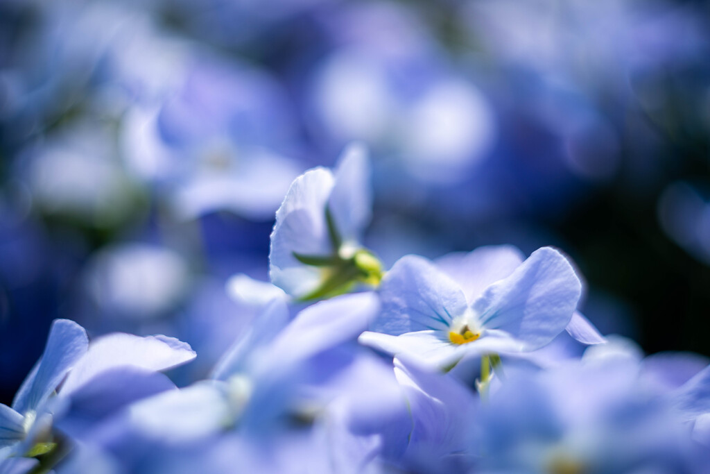 フラワーフォト