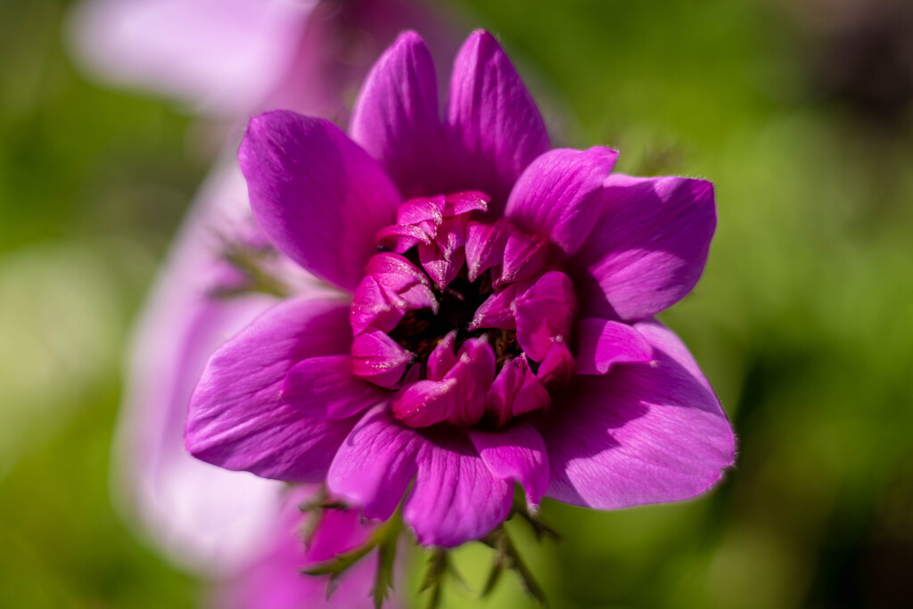 フワラーフォト