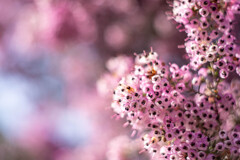 フラワーフォト