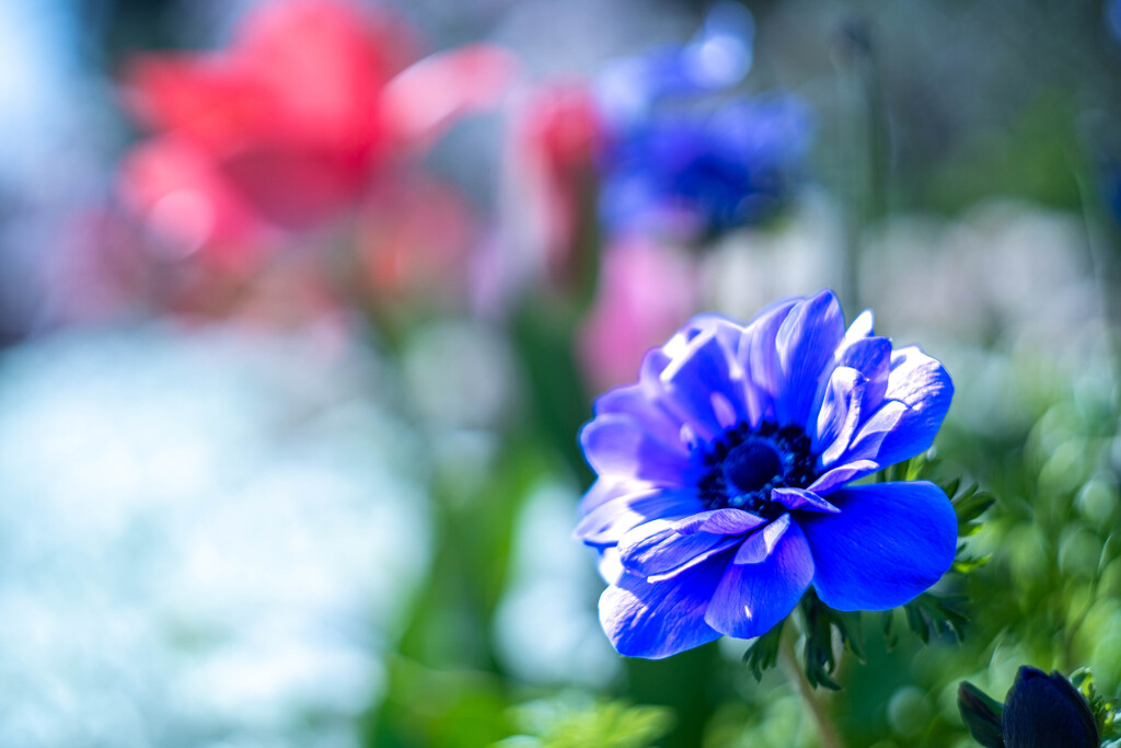 フラワーフォト