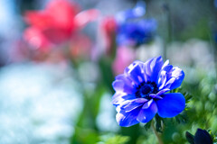 フラワーフォト