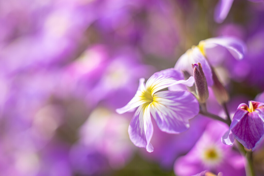 フラワーフォト