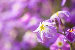 フラワーフォト