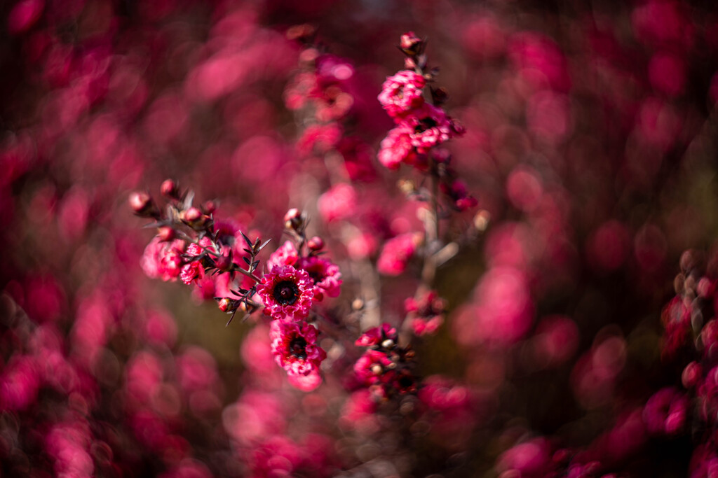 フワラーフォト