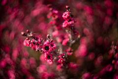 フワラーフォト