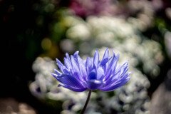 フラワーフォト