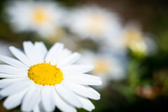 フラワーフォト