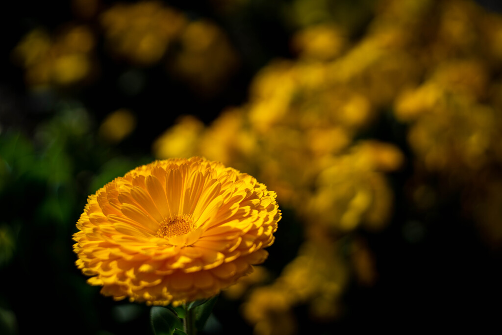 フラワーフォト