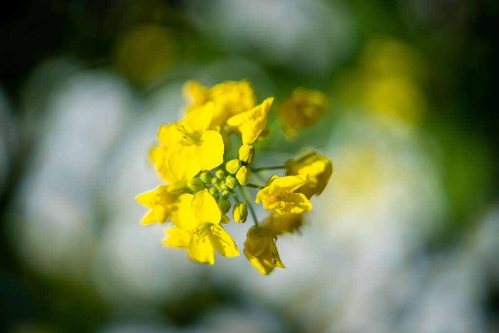 フラワーフォト