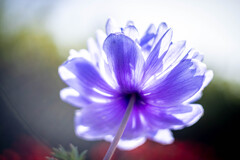 フラワーフォト