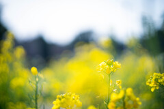 フラワーフォト