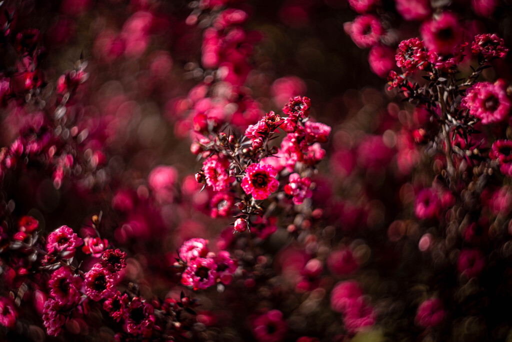 フラワーフォト