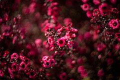 フラワーフォト