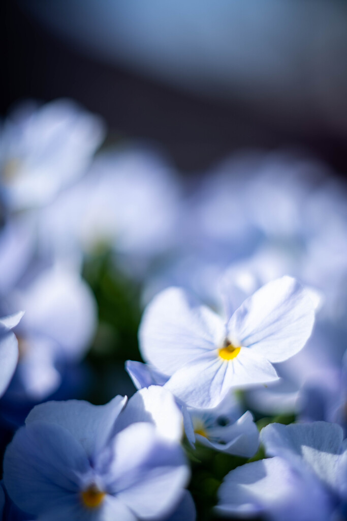 フラワーフォト