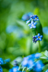 フラワーフォト