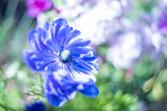 フラワーフォト