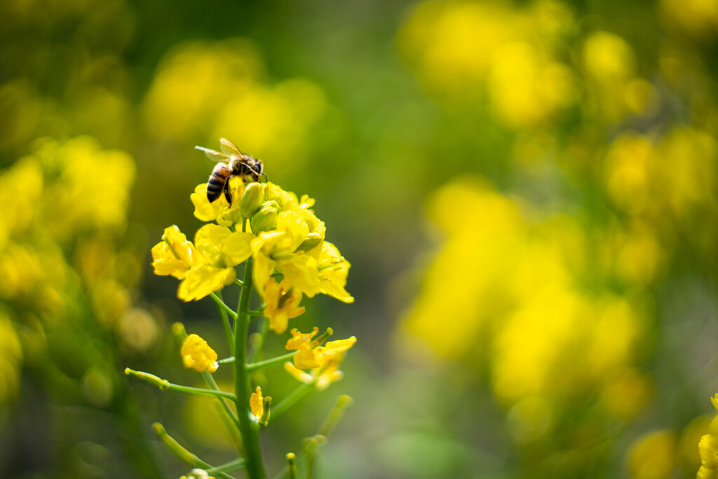フラワーフォト