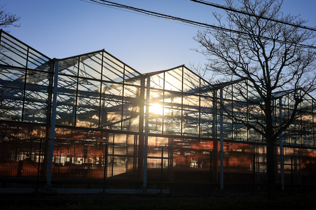 いつもの通り道