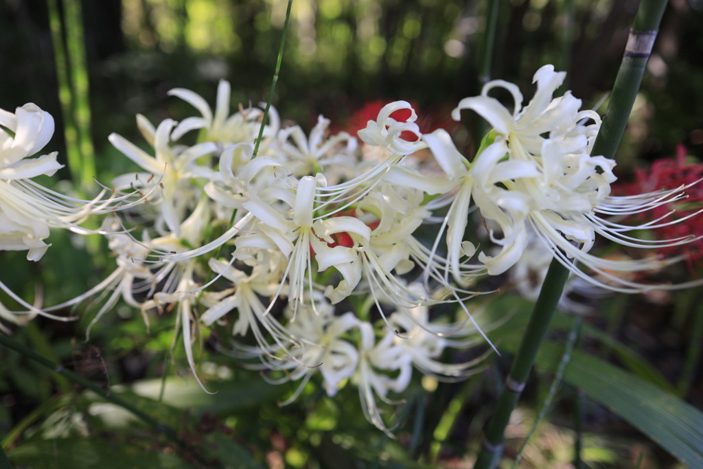 天界に咲く花