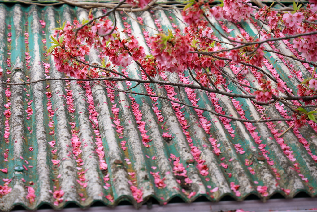 桜の花びら