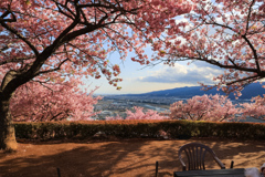 河津桜フレーム