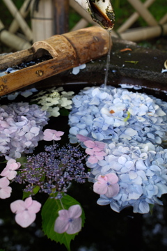 手水鉢…紫陽花