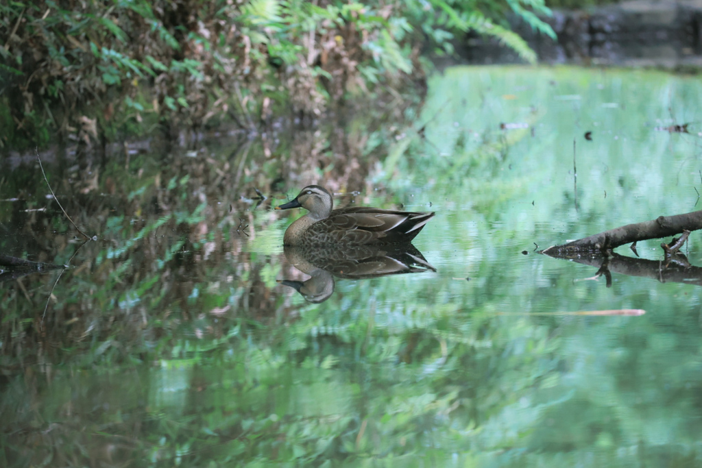calm reflection