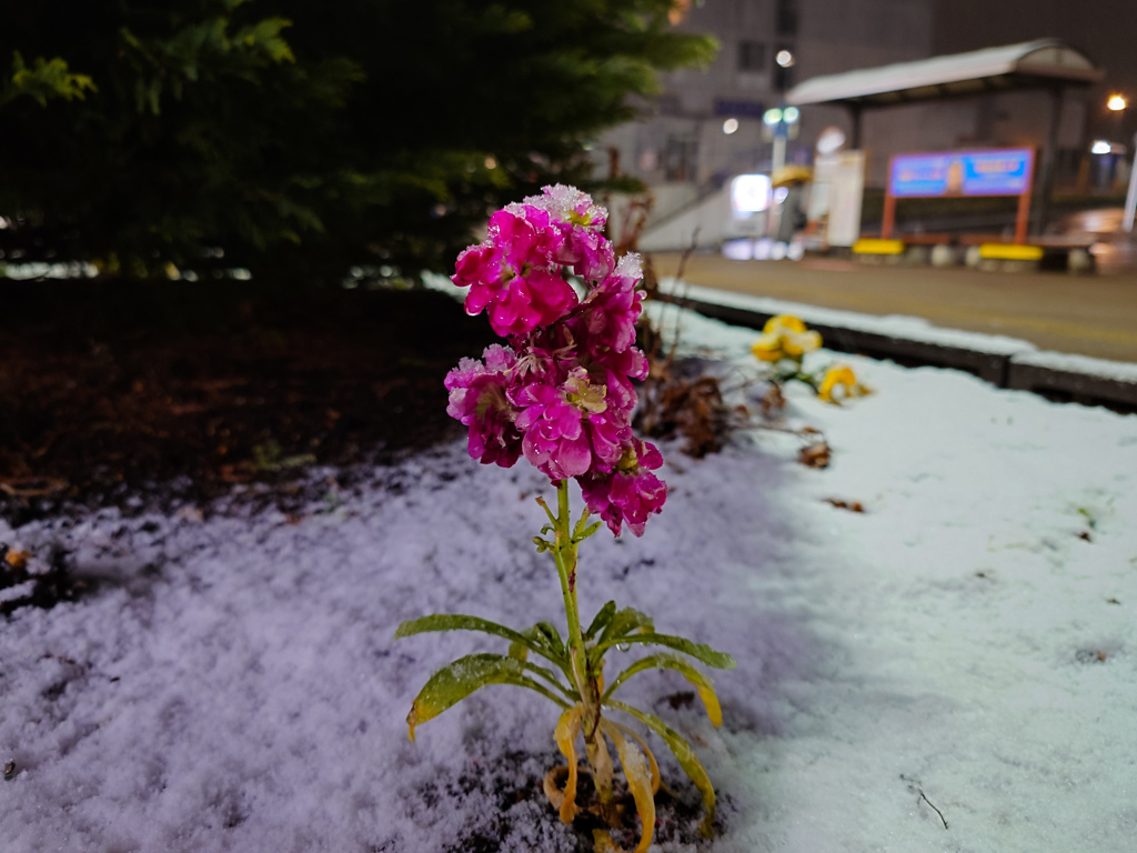 一昨日の雪
