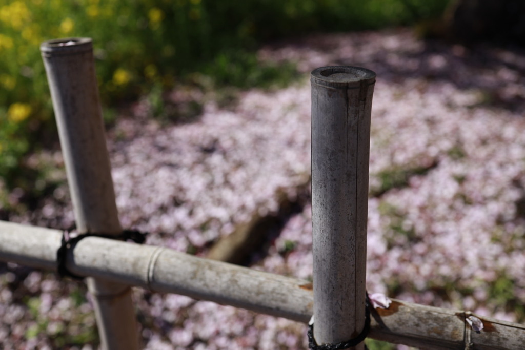 桜散る…