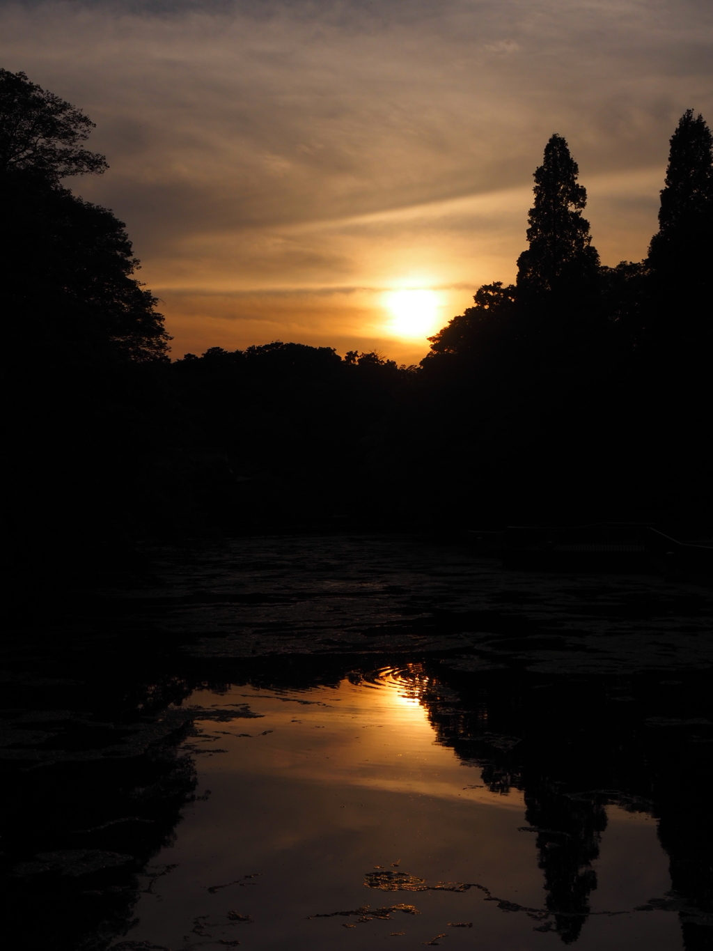 夕陽 in 井の頭公園