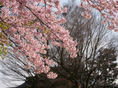 「大漁桜」