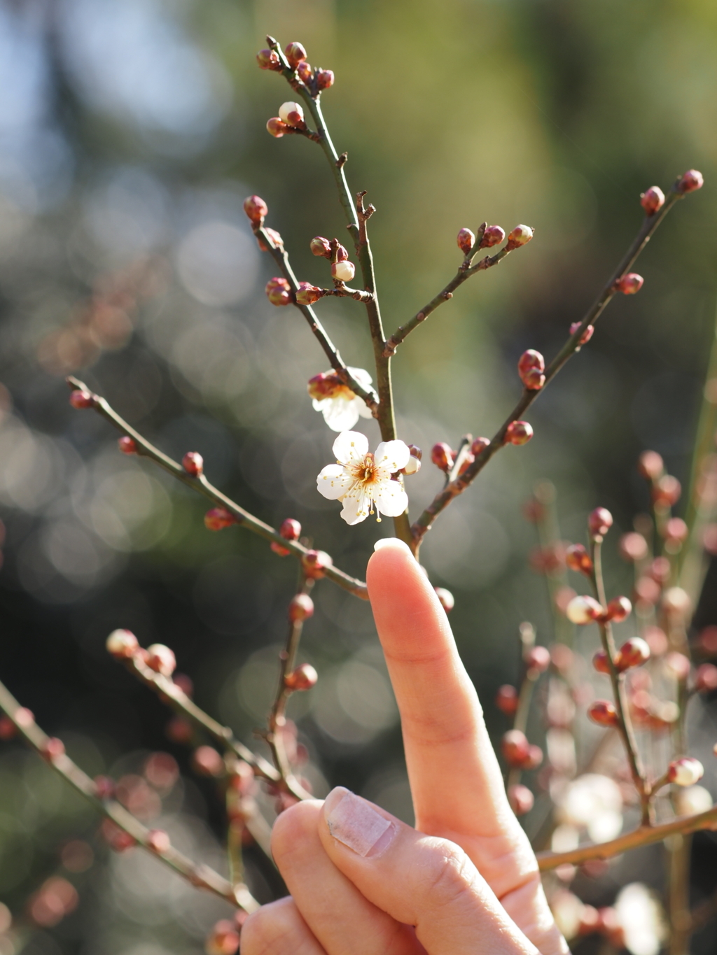 The slight scent of spring