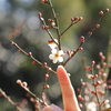 The slight scent of spring