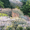 三ツ池公園