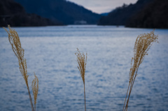 冬の宮ヶ瀬湖