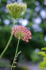 ノラニンジン〜Wild carrot