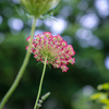 ノラニンジン〜Wild carrot