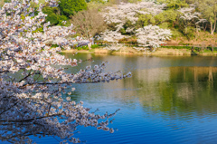 サクラの景色