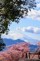 富士山と河津桜