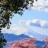富士山と河津桜
