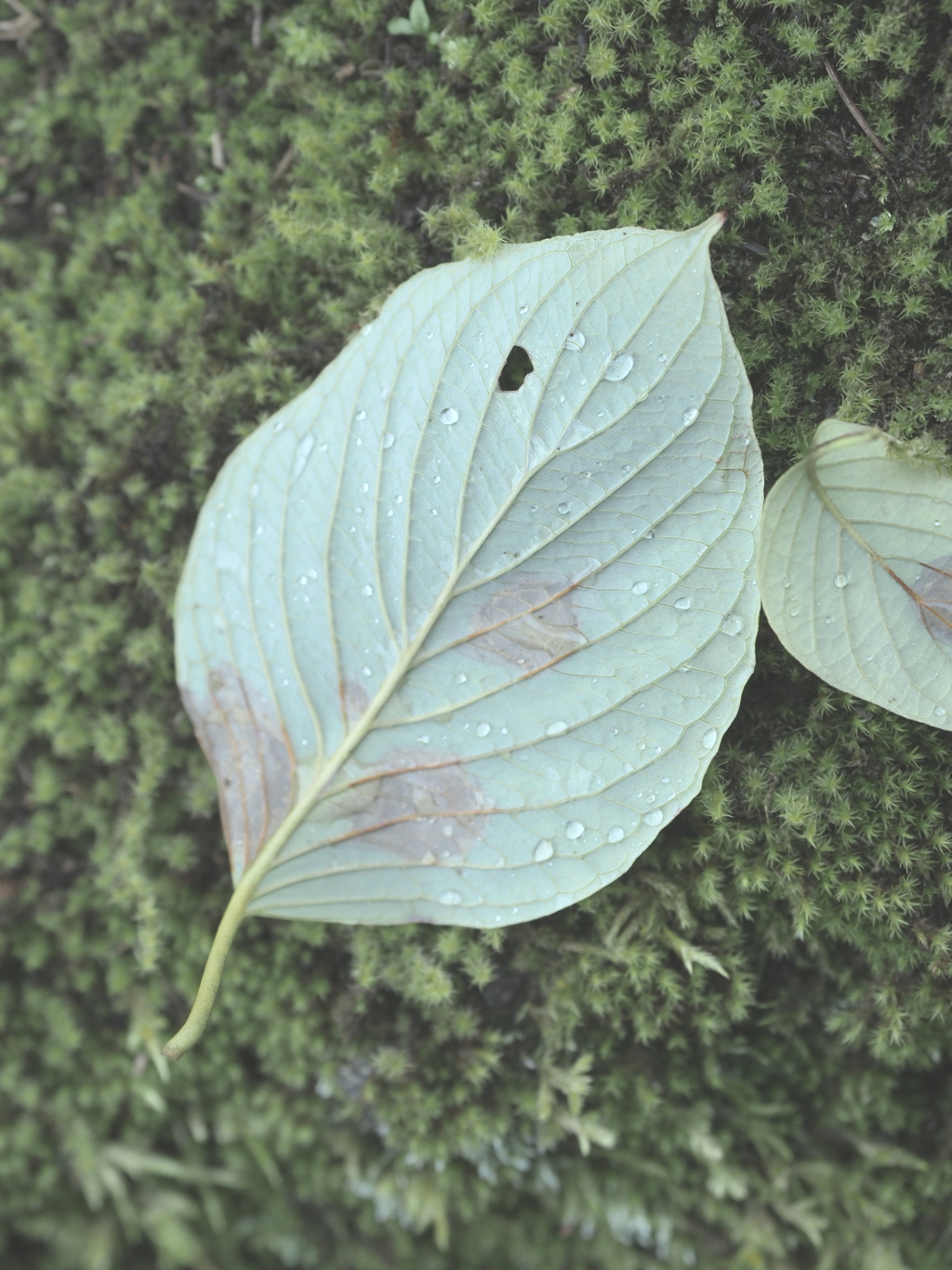 a leaf