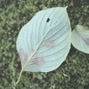 a leaf