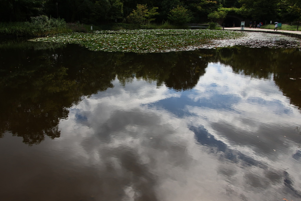 Reflection