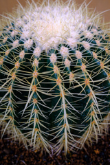 サボテンの王様