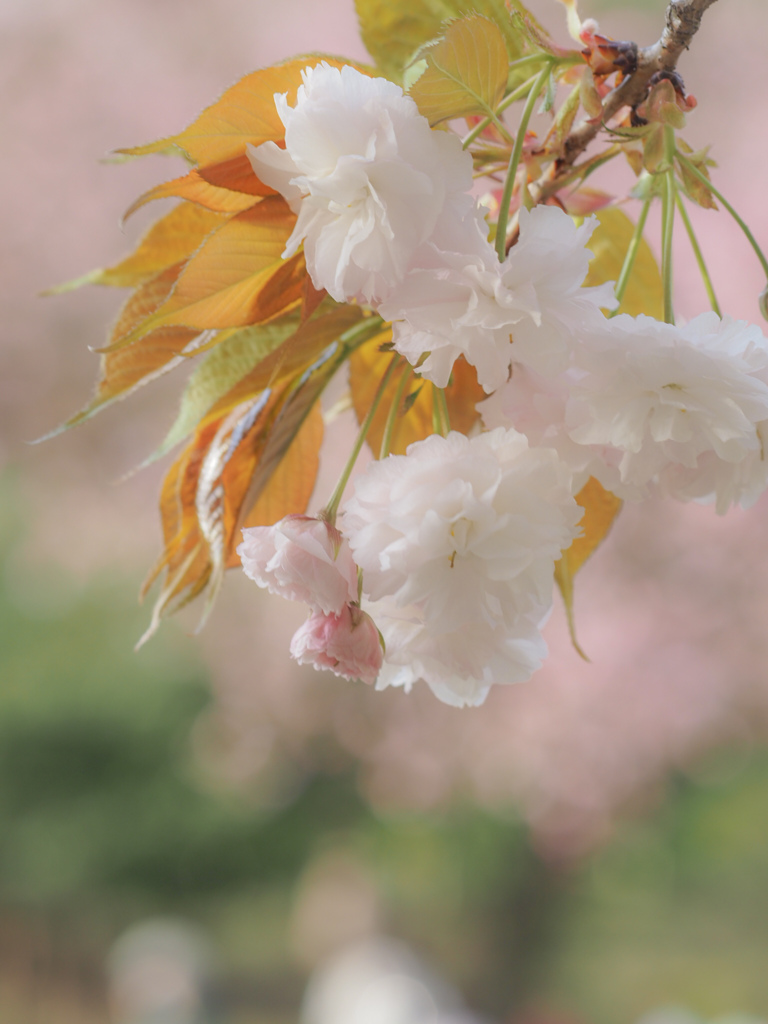 カンザン（八重桜）