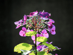 Spotlighted